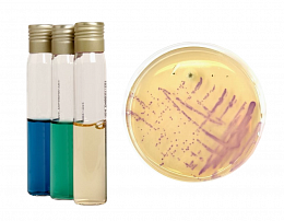 Продукция для микробиологического анализа Liofilchem (Италия) в Ростове-на-Дону